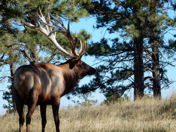 Rocky mountain elk standing in forest