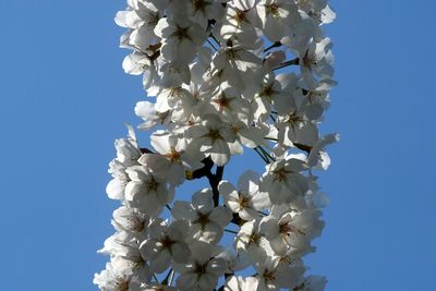 Close up of fruit flowers in the earliest springtime