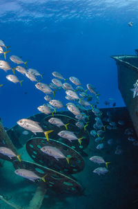 Horse eyed jack's swimming around wreck