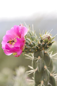 Close-up of pink flowering plant