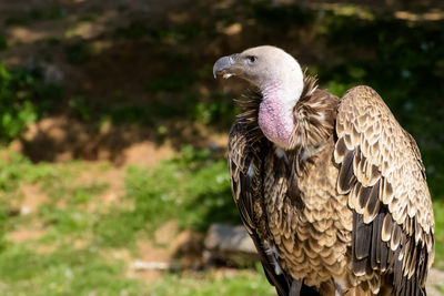 Close-up of eagle