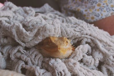 Close-up of lizard