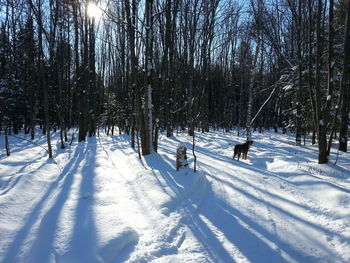 Snow covered trees on field