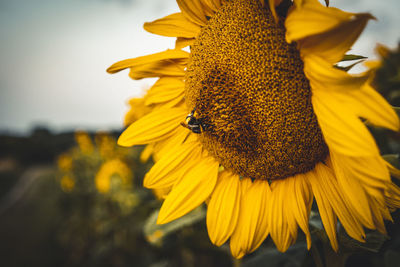 Close up of a bumblebee sitting on a sunflower