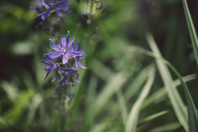 Close-up of purple flowering plant