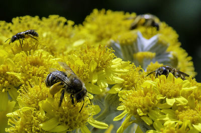 Close-up of bee on yellow flowers