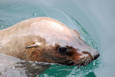 Close-up of seal swimming