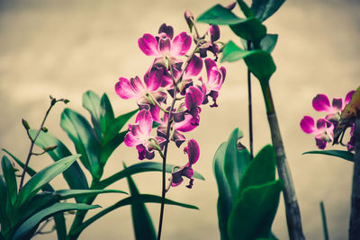 Close-up of purple flowers blooming outdoors