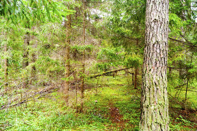 View of trees in forest