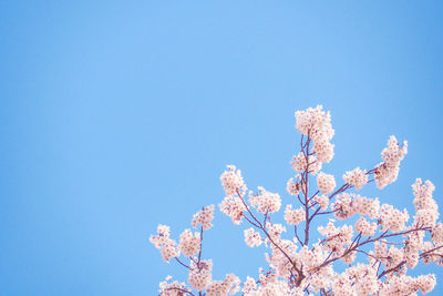 Low angle view of cherry blossoms against blue sky