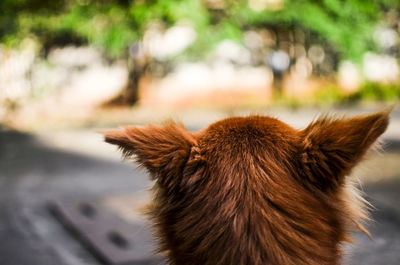 Close-up of horse