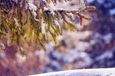 Close-up of frozen plant