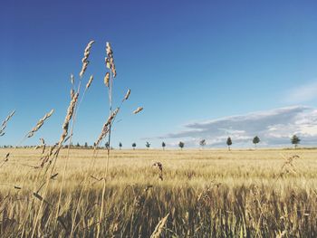 Plants on field against blue sky