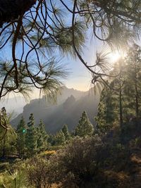 Trees in forest against sky