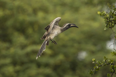 View of a bird flying