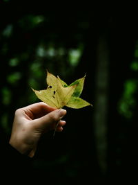 Close-up of hand holding maple leaf