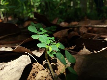 Close-up of plant growing on field