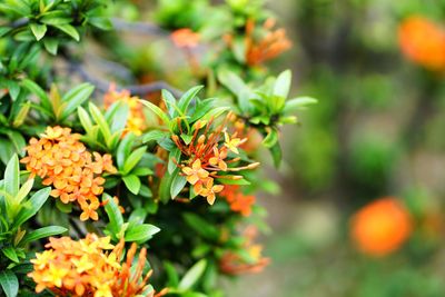 Close-up of orange marigold flowers