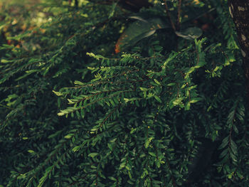 High angle view of fern leaves on tree