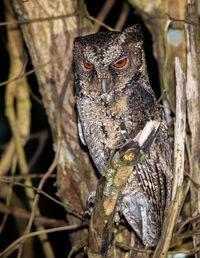Close-up of a bird perching on tree