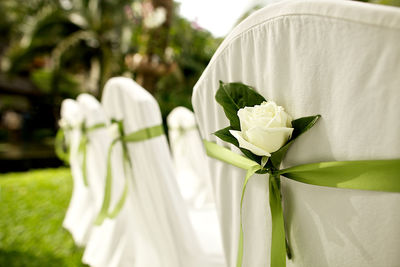 Close-up of white rose