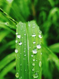 Close-up of water drops on blade of grass