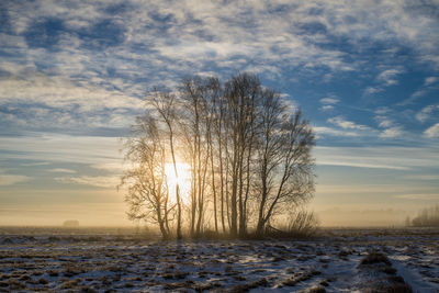 Bare trees on snow covered landscape against sky