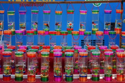 Colorful cylindrical fish tanks at market stall