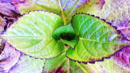 Full frame shot of green leaves