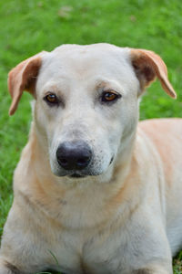 Close-up portrait of dog by grass