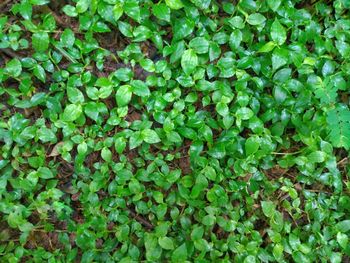 Full frame shot of green leaves