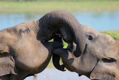 Close-up of elephant on lake