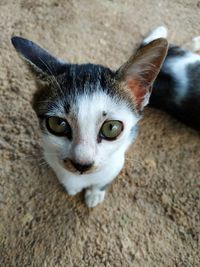 Close-up portrait of cat