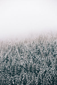 Aerial view of agricultural field during winter