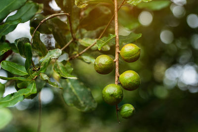 Close-up of berries growing on tree