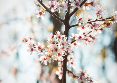 Close-up of pink flowers on tree