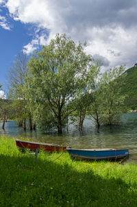 Trees by lake against sky