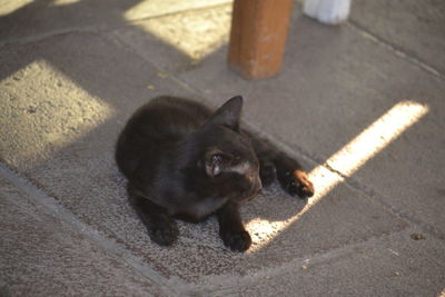 High angle view of a cat lying on footpath