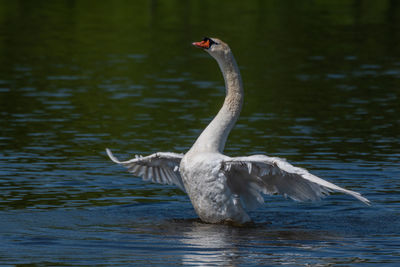Adult male mute swan displaying wings on the huron river