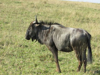 Side view of horse standing on field