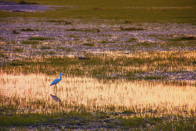 View of birds on land