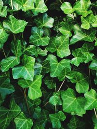 Full frame shot of green leaves on vines.