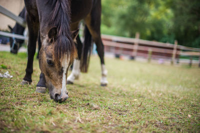 Cow grazing on field