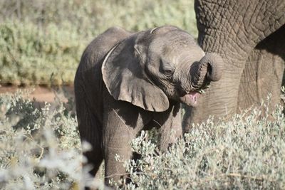 Elephant in a field