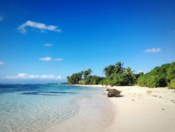 View of palm trees on beach