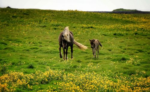 Horse with foal on grassy field