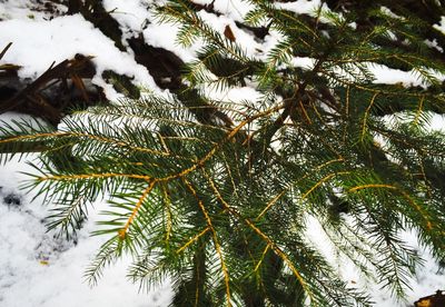 Low angle view of tree against sky