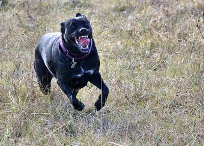 Dog standing on grassy field