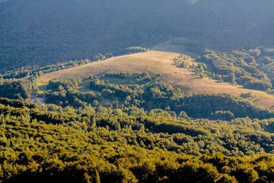 High angle view of trees on landscape