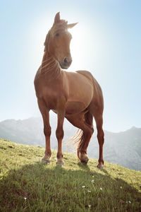 Horse standing on field against sky